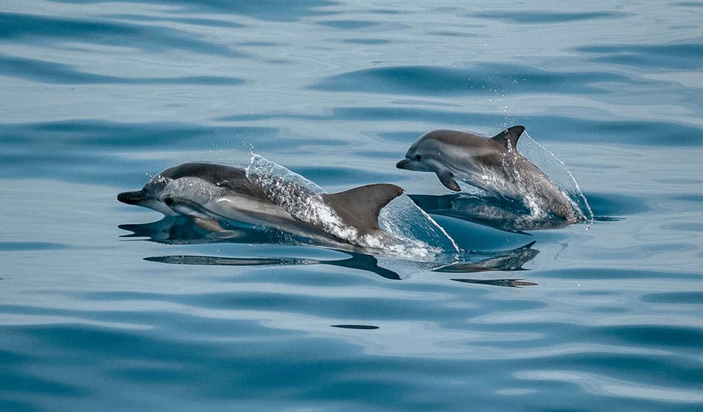 Escursione ai delfini